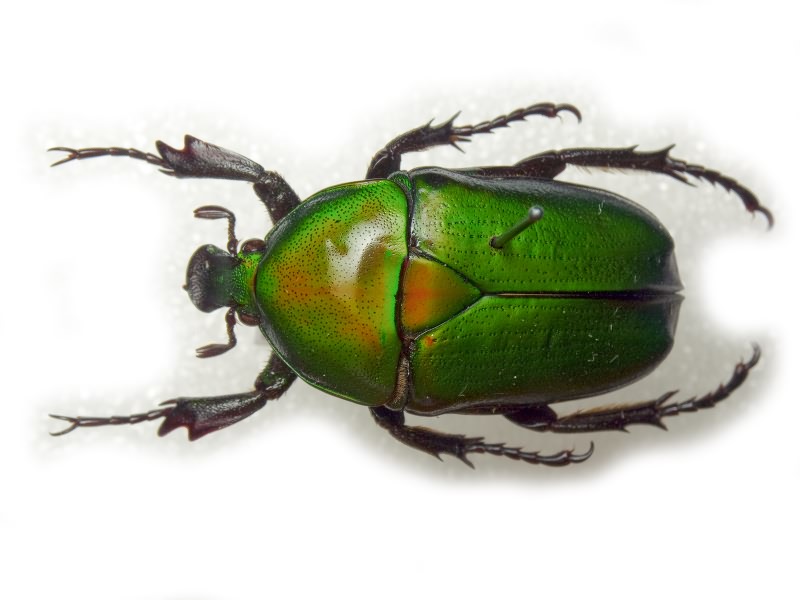 Ingrisma euryrrhina